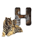tigre-909765-8.gif