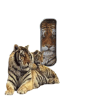 tigre-909765-9.gif