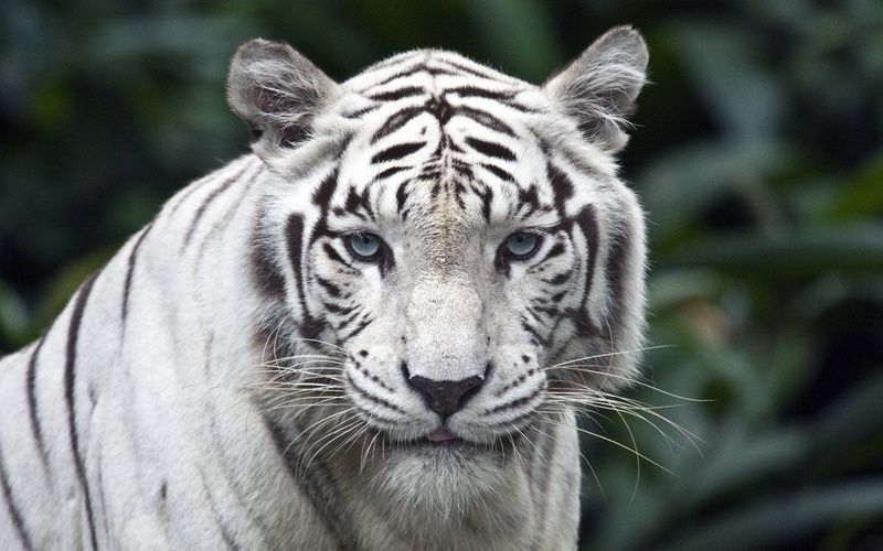tigre-blanc-fond-decran-wide.jpg