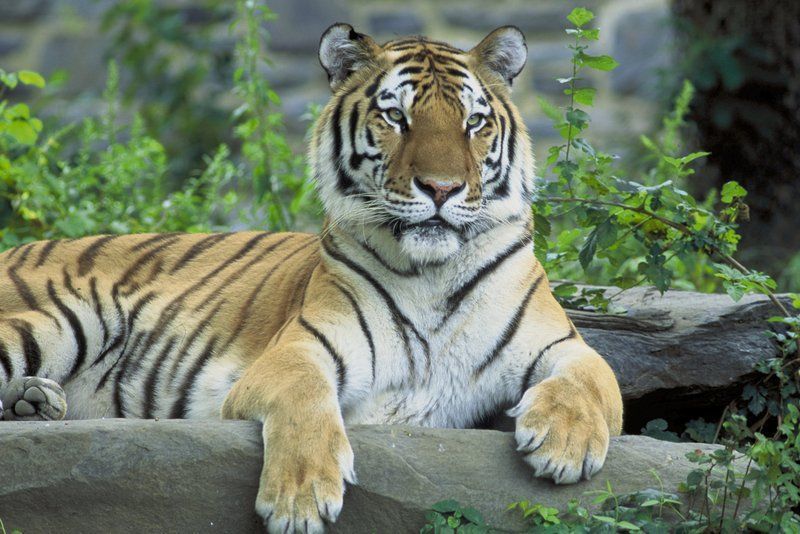 tigre-siberiana.jpg