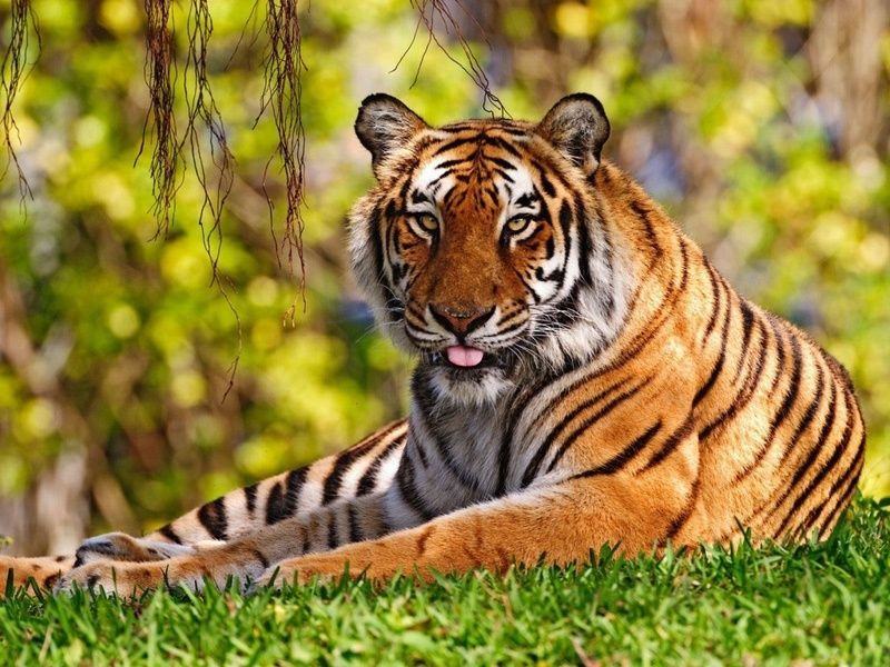 tigre67.jpg