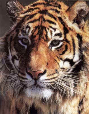 tigre98.jpg