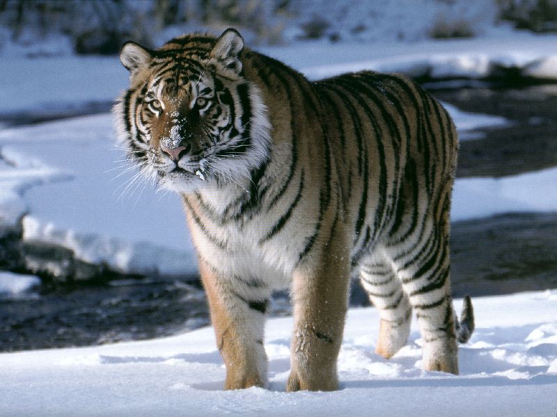 tigre_siberiana_1.jpg