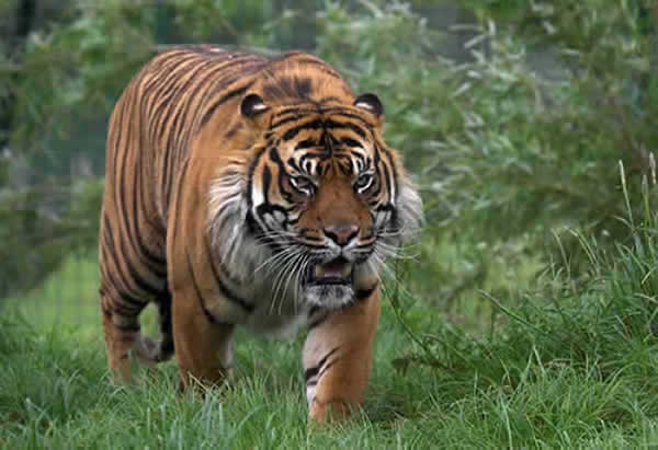 tigre_sumatra_02.jpg