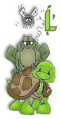 tortue438458-12.jpg