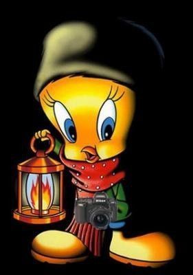 tweety-3098767.jpg