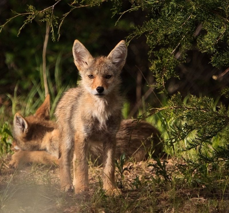 two-coyote-pups-41.jpg