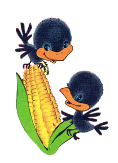 two-crows-and-corn.png