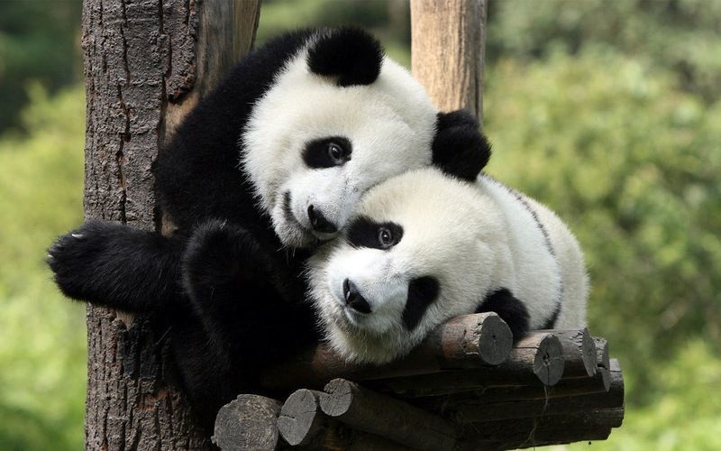 two-pandas-in-a-tree-hd-animal-wallpaper.jpg