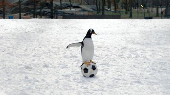 un-pingouin-sur-un-ballon.jpg