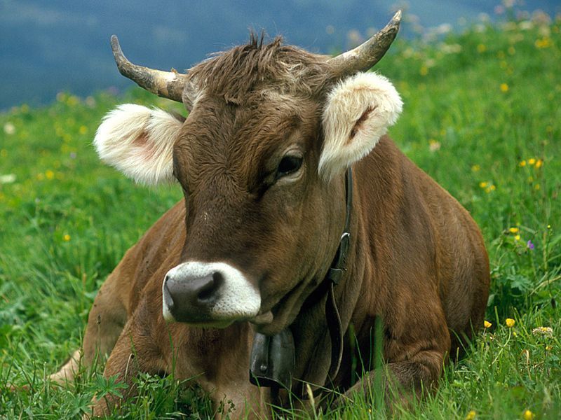 vache-1.jpg