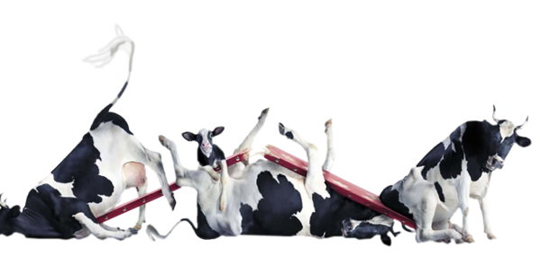 vache-156544446.png