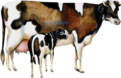 vache-27.gif