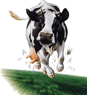 vache-48.gif