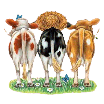 vache-5.gif