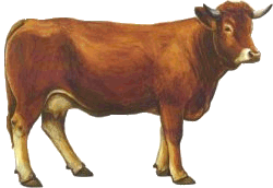 vache-58_1.gif