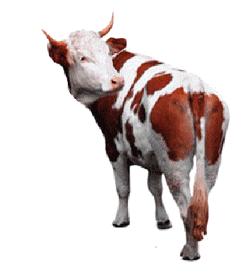 vache-63.gif