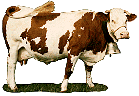 vache-84.gif