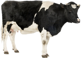 vache-90.gif