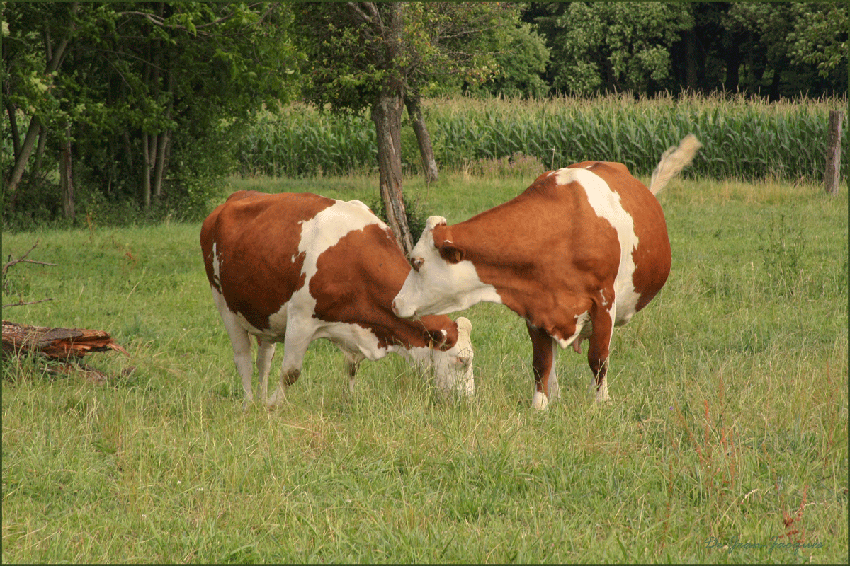 vache-91.gif