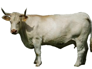 vache-98.gif