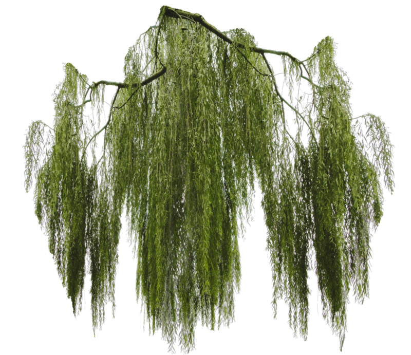 weeping_willow_branch_cut_out_by_simbores-d84dr9r.png