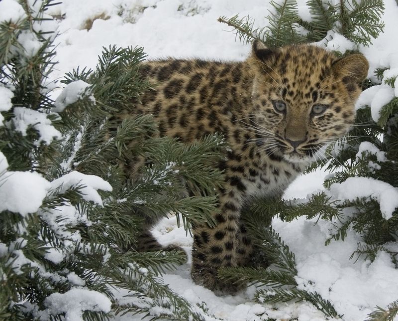 whf_alta-amur-leopard-chapter-waza-book-pic-11-whf.jpg