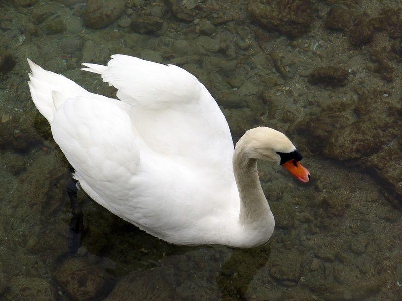 white-swan-floating-in-the-clear-water-with-rocky-bottom-1235471799_13.jpg