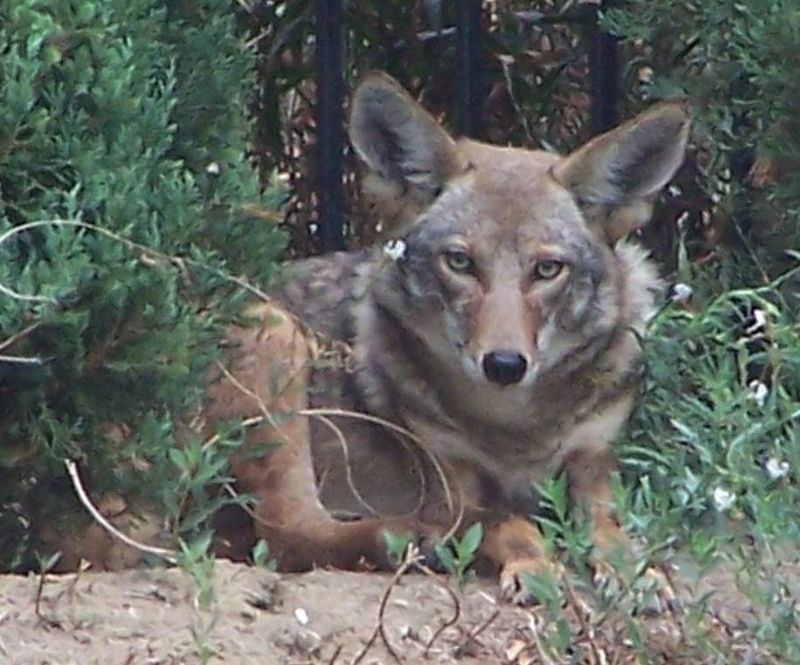 wiley-coyote4.jpg