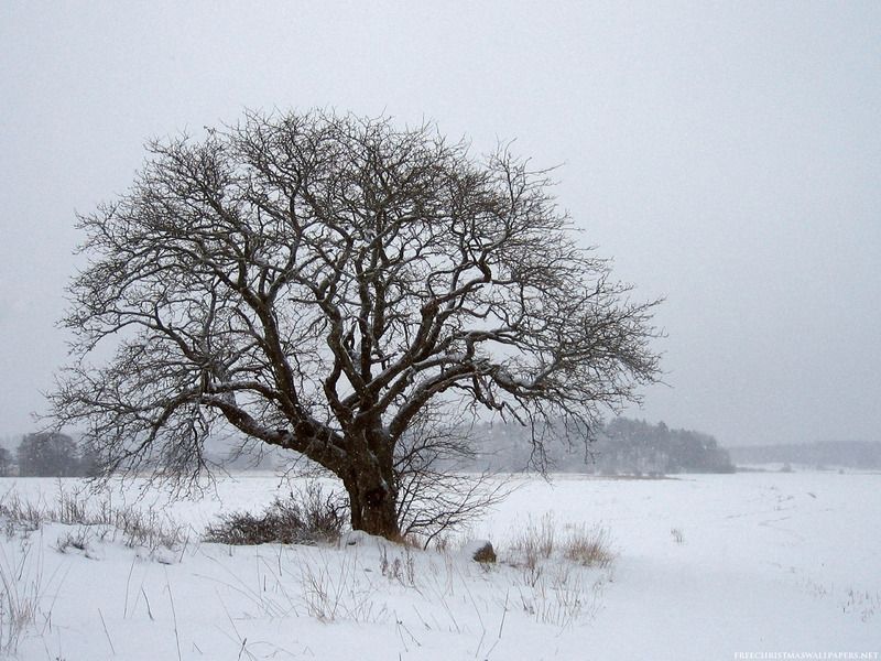 winter-and-snow-scenes-004.jpg