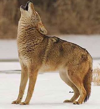 winter-coyote-319x348.jpg