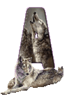 wolf-65656565-1.gif