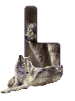 wolf-65656565-12.gif