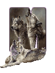wolf-65656565-13.gif