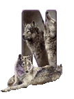 wolf-65656565-14.gif