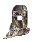 wolf-65656565-15.gif