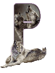 wolf-65656565-16.gif