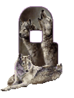 wolf-65656565-17.gif