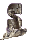 wolf-65656565-19.gif