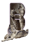 wolf-65656565-2.gif