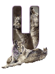 wolf-65656565-21.gif
