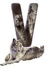 wolf-65656565-22.gif