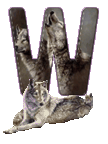 wolf-65656565-23.gif