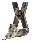 wolf-65656565-24.gif