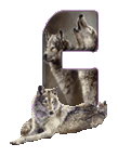 wolf-65656565-3.gif