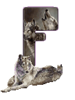wolf-65656565-6.gif