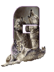 wolf-65656565-7.gif