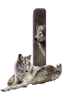 wolf-65656565-9.gif