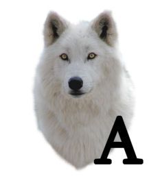 wolf-6654343434-1.jpg