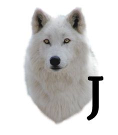 wolf-6654343434-10.jpg